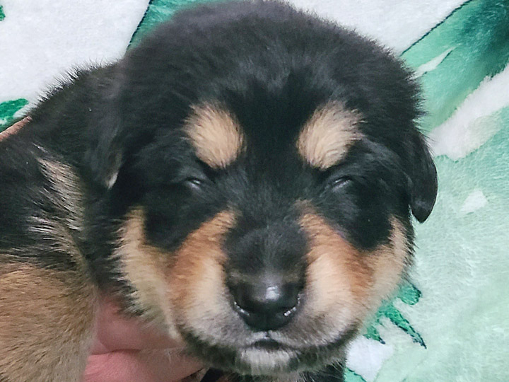chinook puppy